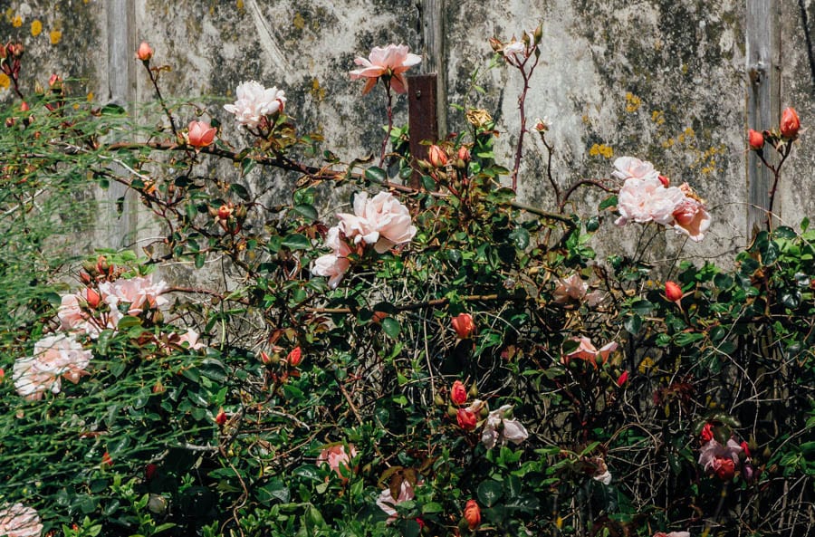 Dungeness flowers roses