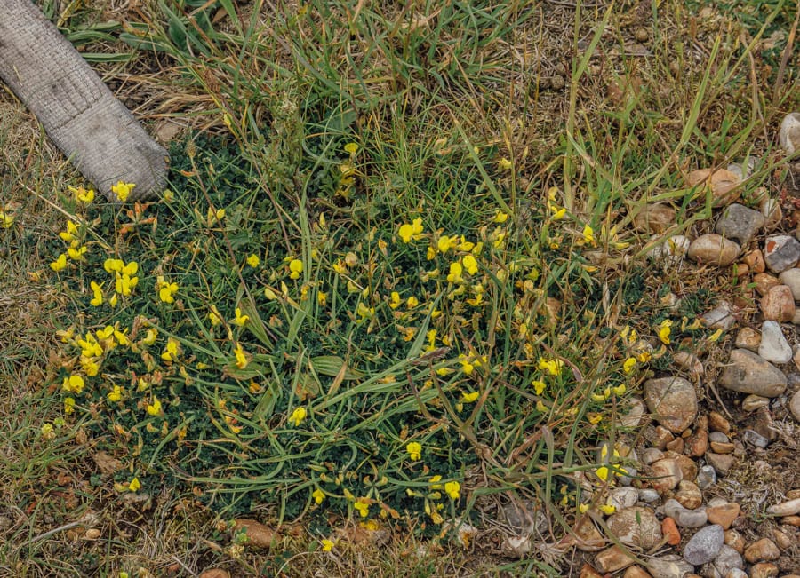 Dungeness flowers yellow flowered broom brushes