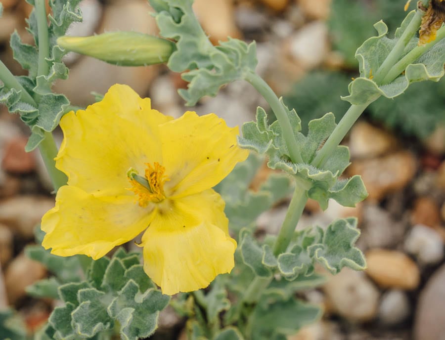 Dungeness flowers yellow horned poppy