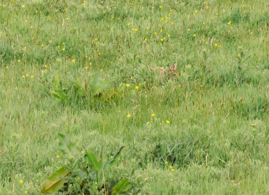 Fawn hidden in wild flowers