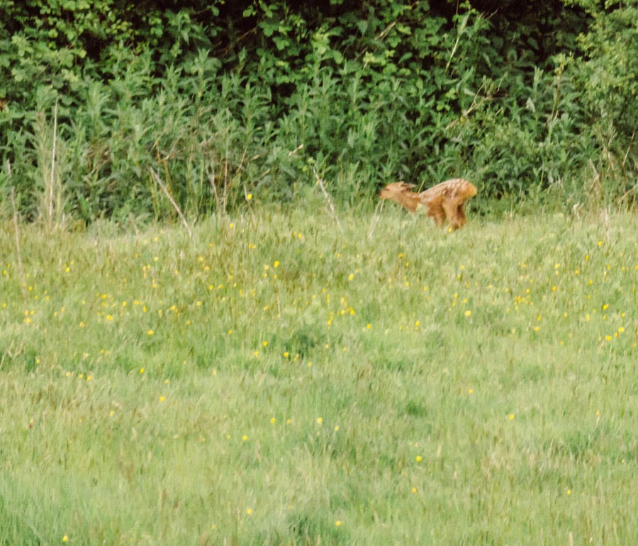 Fawn leaping