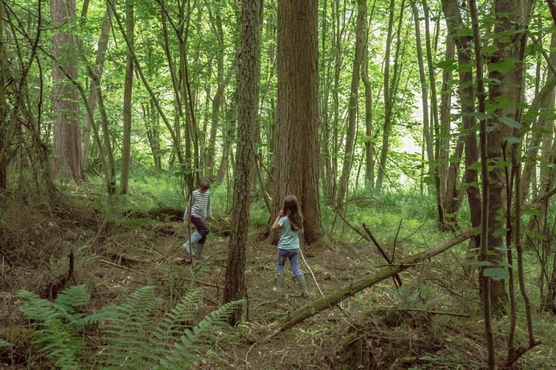 Find a den building area in the woods