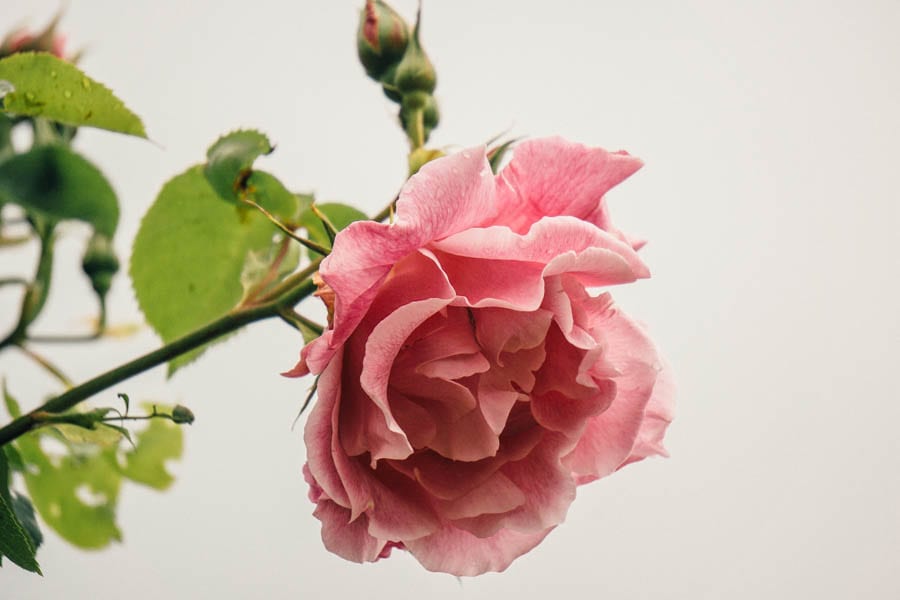 Flowering rose