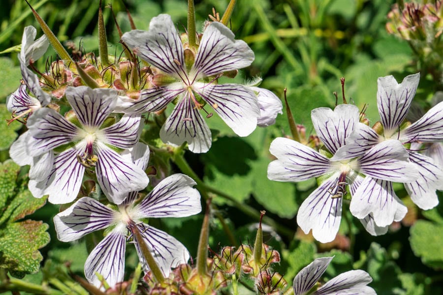 Geranium Crystal Lake flowers