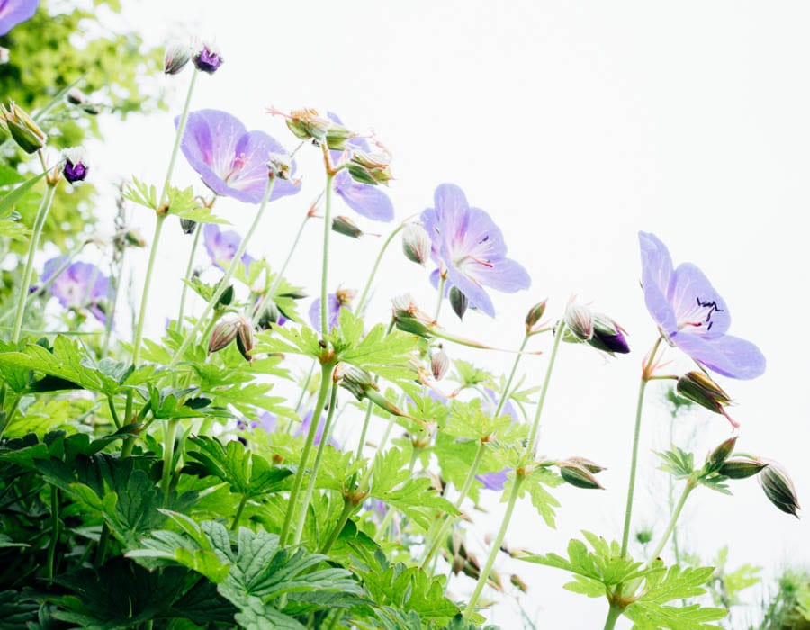 Geraniums in flower bed