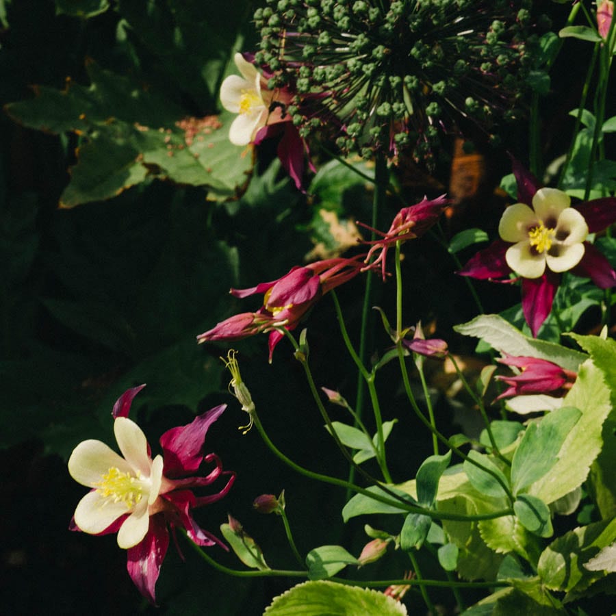 Gravetye Manor burgundy and yellow flowers