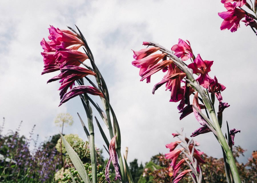 Gravetye Manor flowers against sky