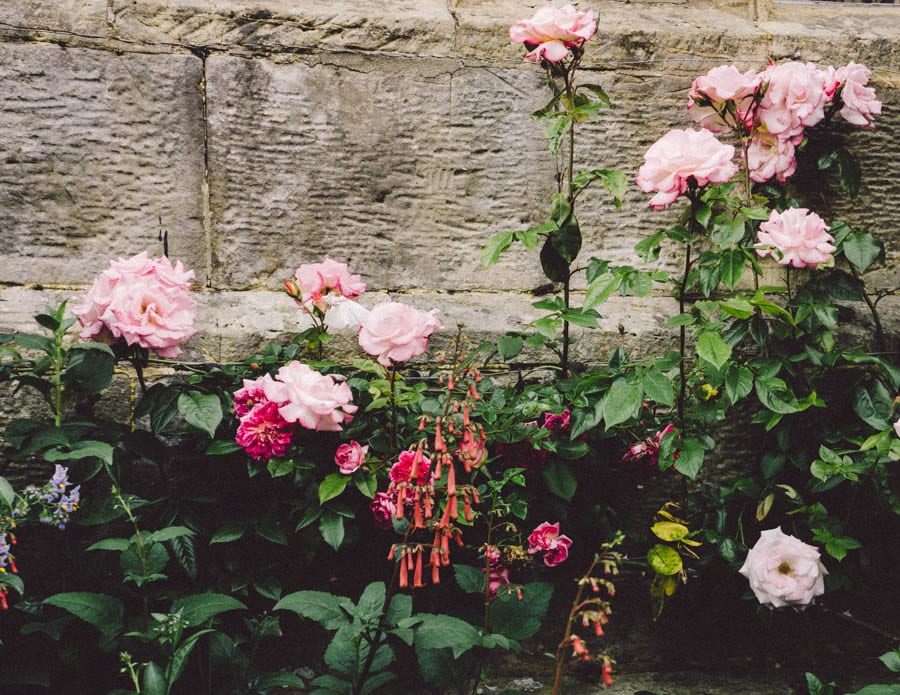 Gravetye Manor flowers by wall