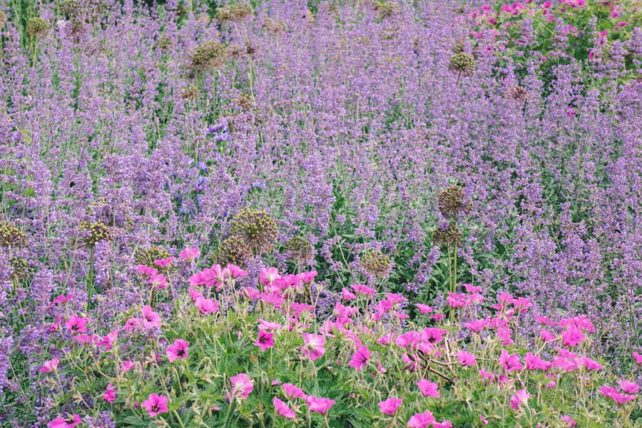 Gravetye Manor lavendar bed with pink flowers