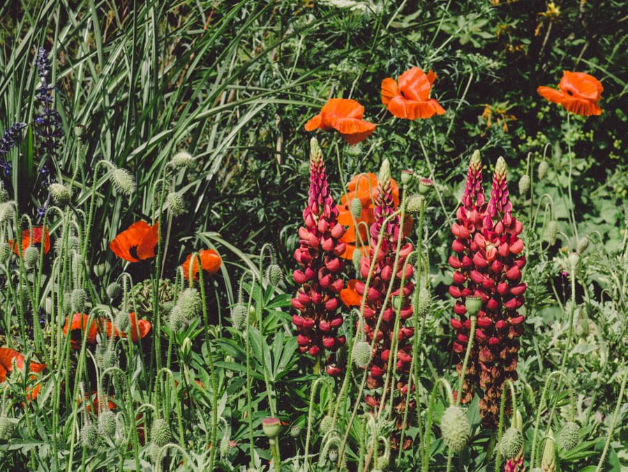 Gravetye Manor lupins and poppies