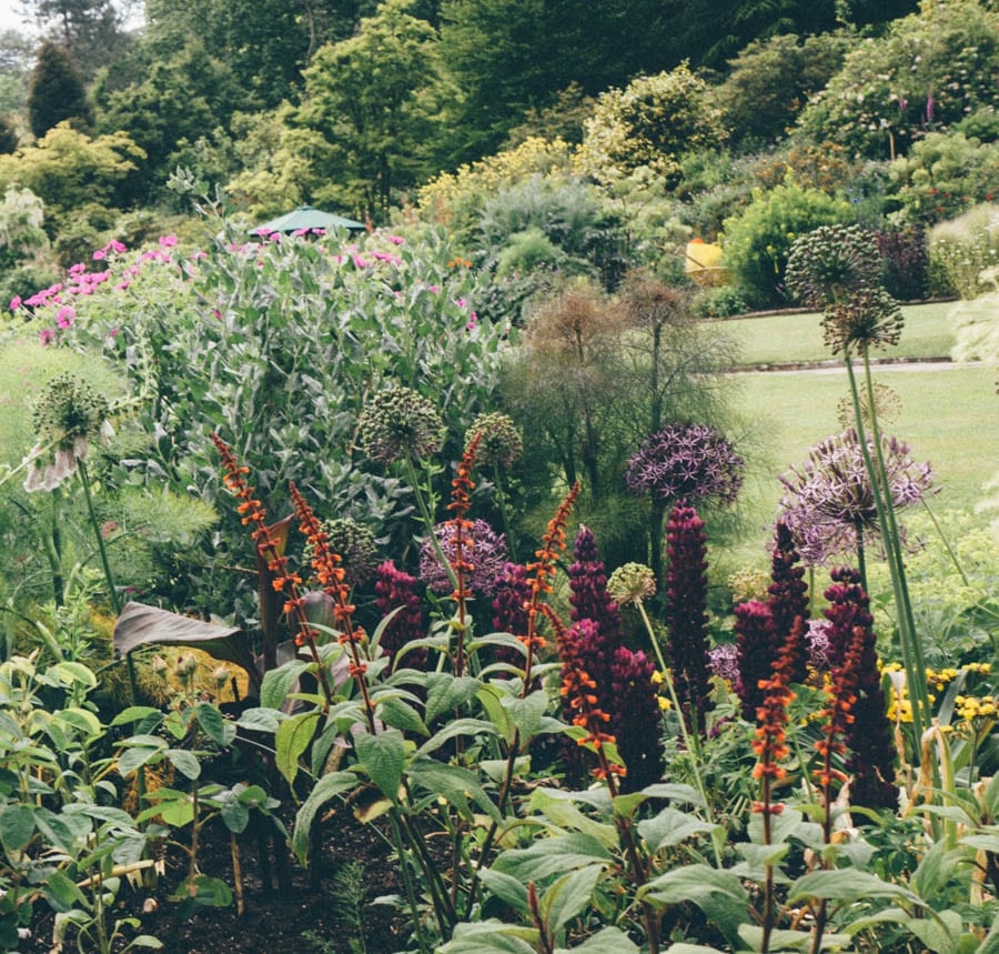 Gravetye Manor lupins