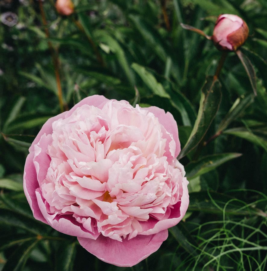 Gravetye Manor peony and bud