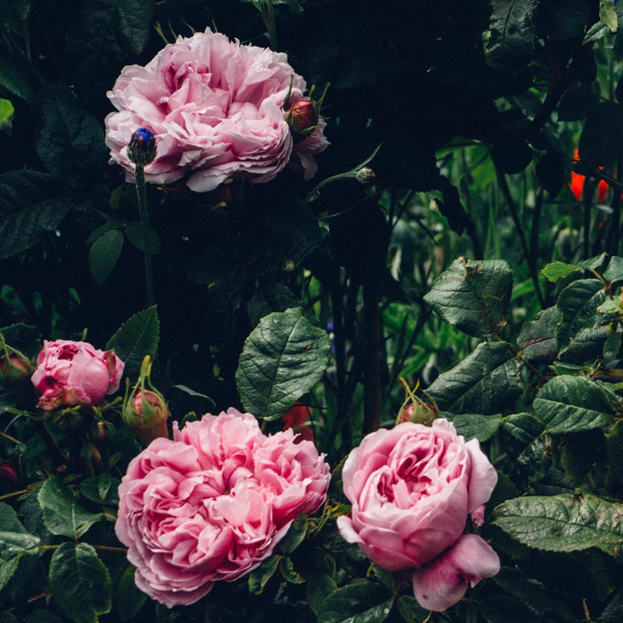 Gravetye Manor peony flower shrub