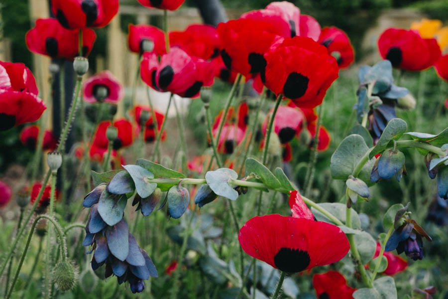 Gravetye Manor poppies