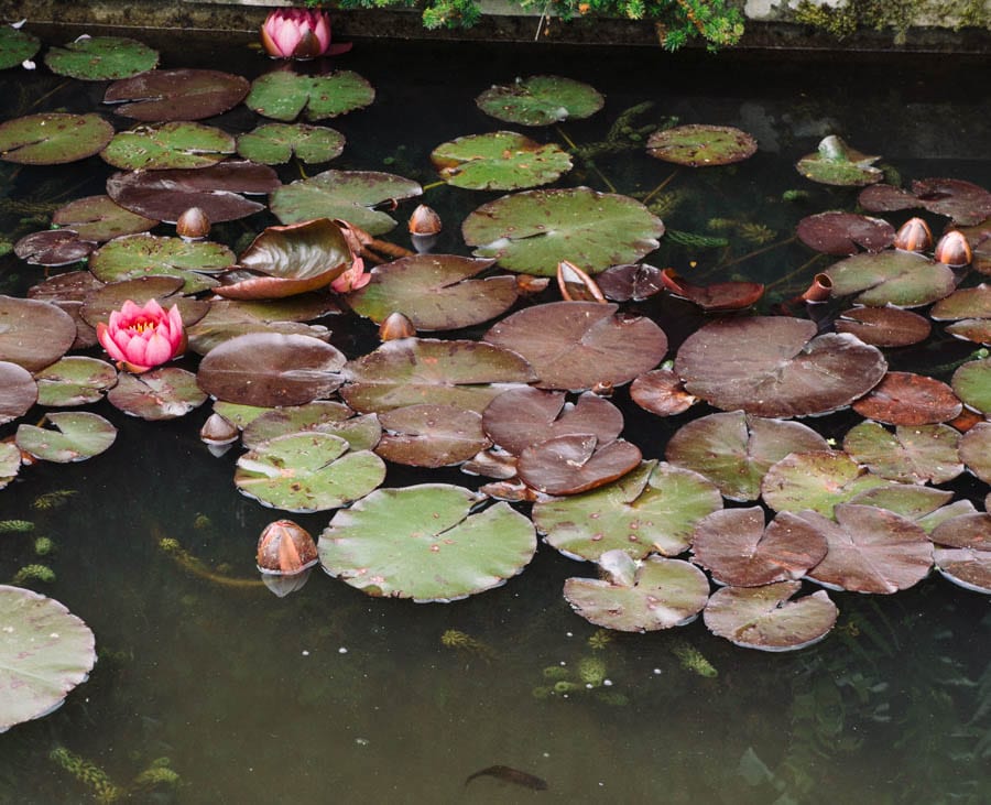 Gravetye Manor water lily and fishpond