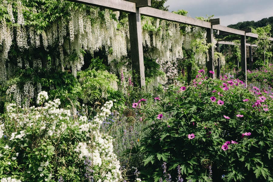 Gravetye Manor whiste wisteria path