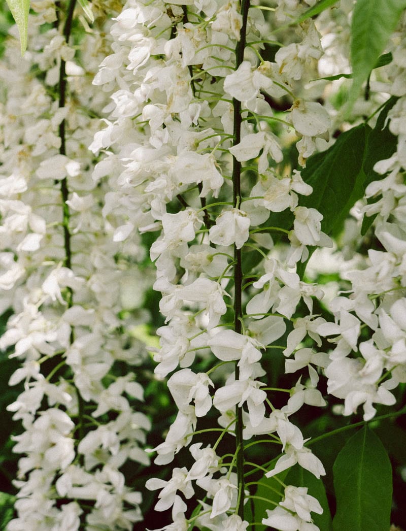 Gravetye Manor whiste wisteria strands