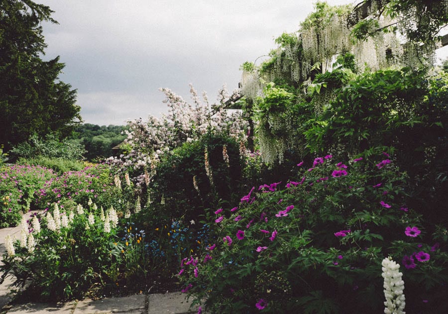 Gravetye Manor white wisteria and flowerbed