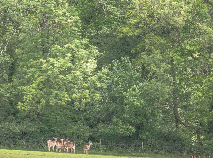 Herd of Fallow deer