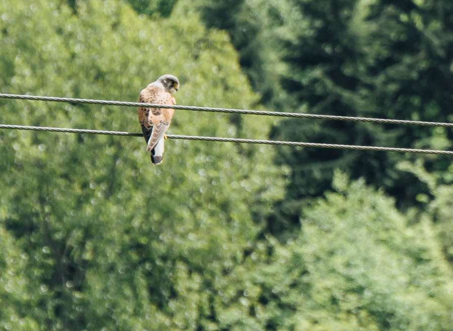 Kestrel on wire above field