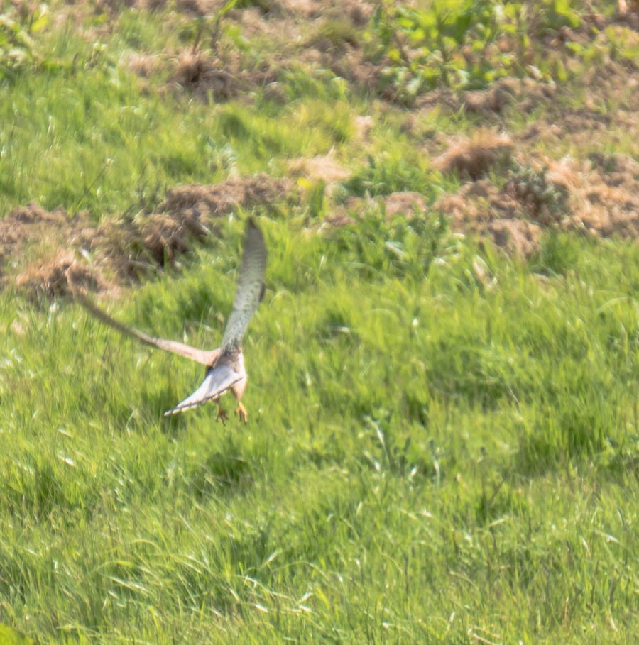 Kestrel swooping down