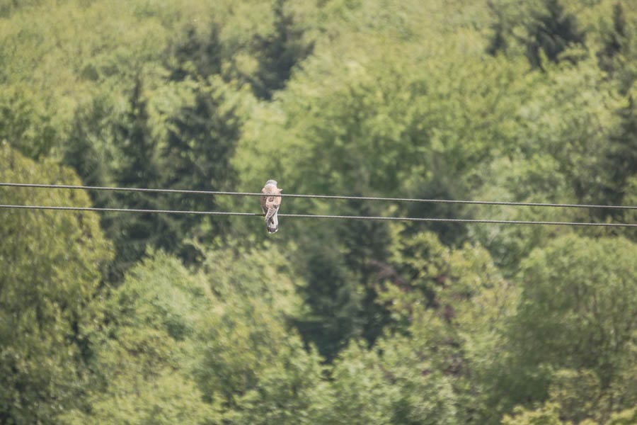 Kestrel watching from wire