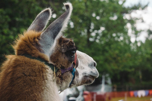 Llama watching village fair