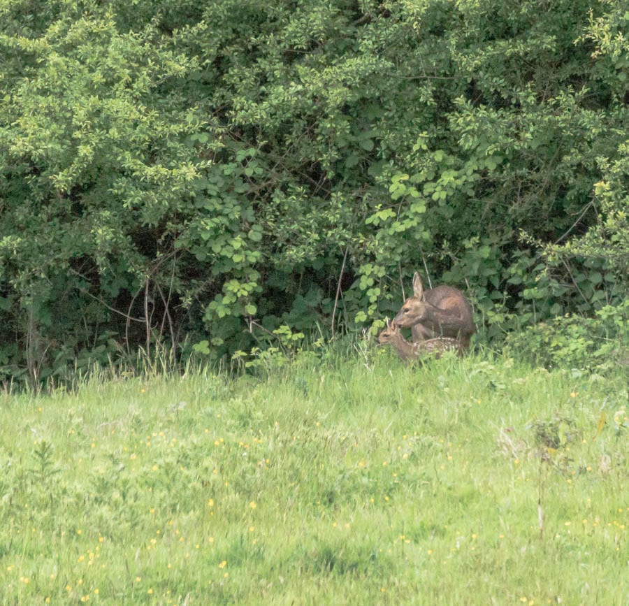 Fawn and doe roe deer