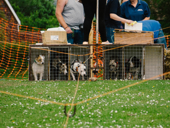 Pet dog race kennels at village fair