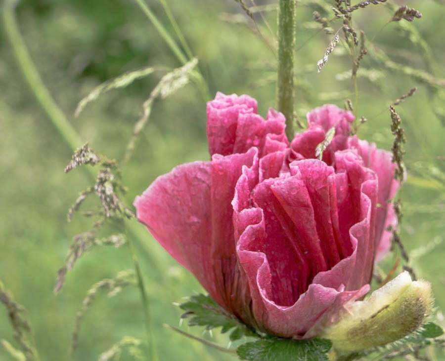 Pink poppy unfolding
