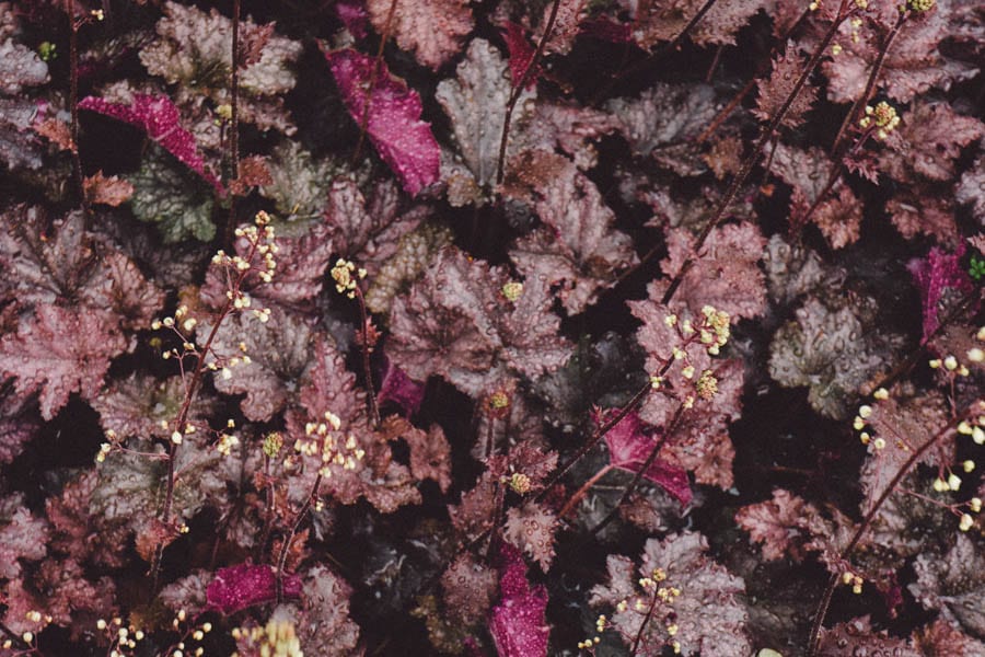 Purple leaved shrub and stems of flower buds