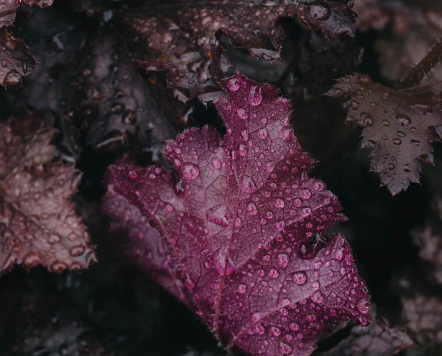 Purple leaves with raindrops