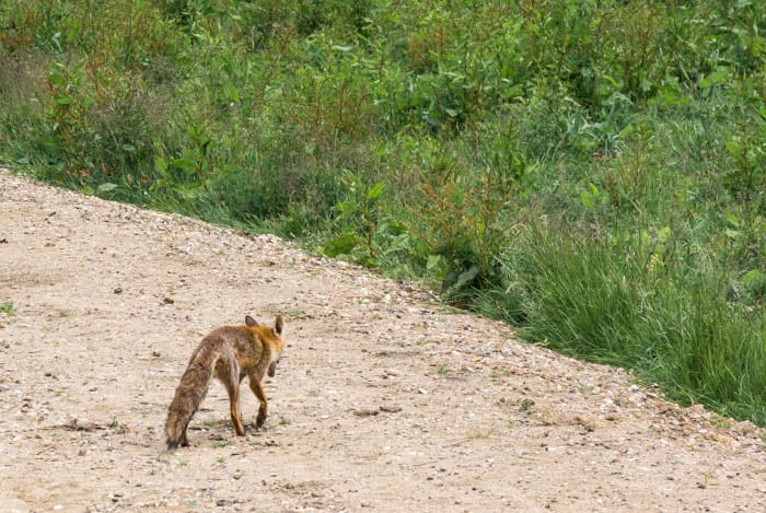 Red fox bushy tail