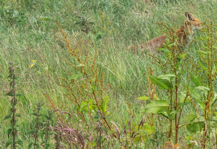 Red fox camouflaged in undergrowth