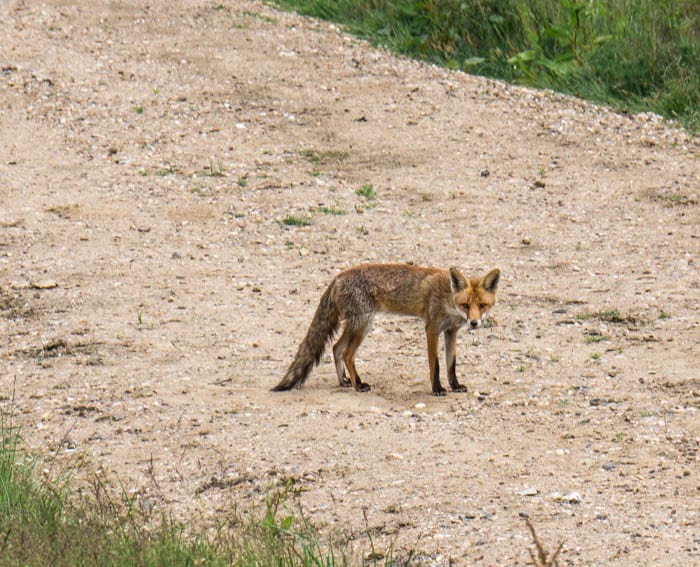 Red fox in Sussex countryside