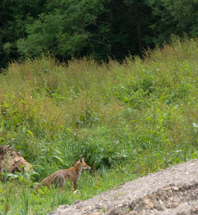 Red fox in field