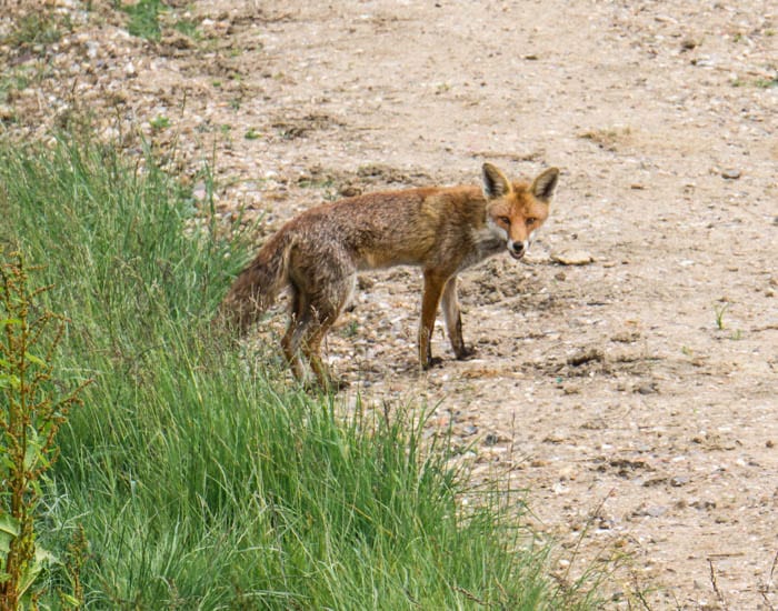 Red fox standing in countryside dirt track