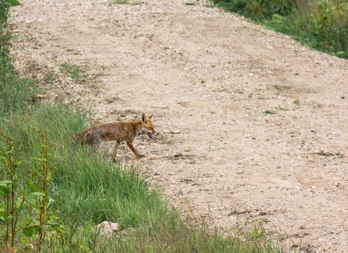 Red fox walking out of undergrowth