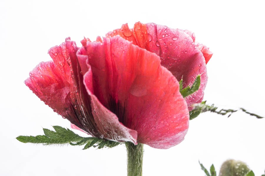 Red poppy against sky