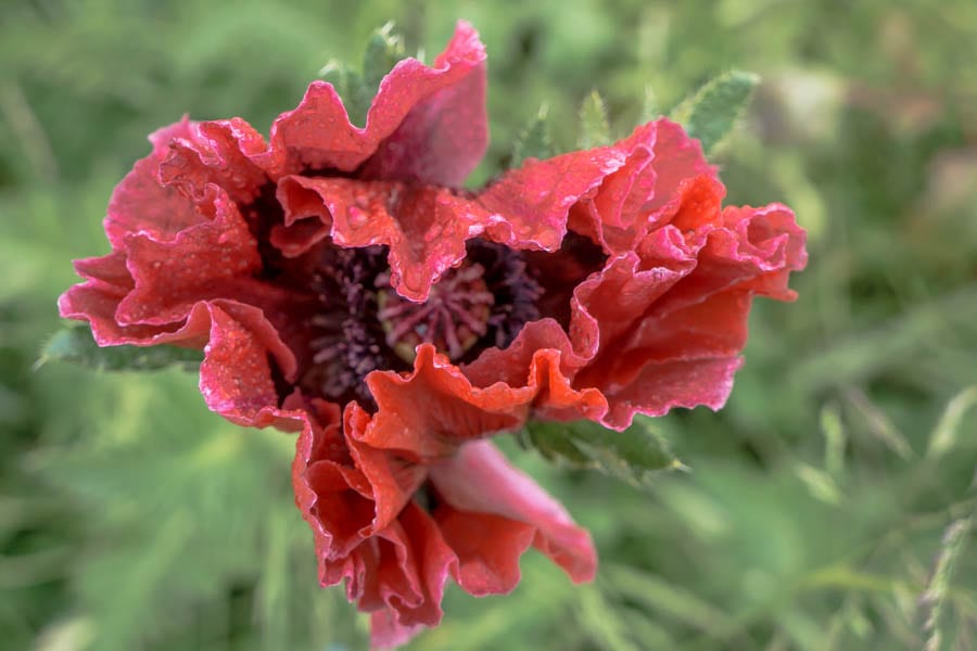 Red poppy opening