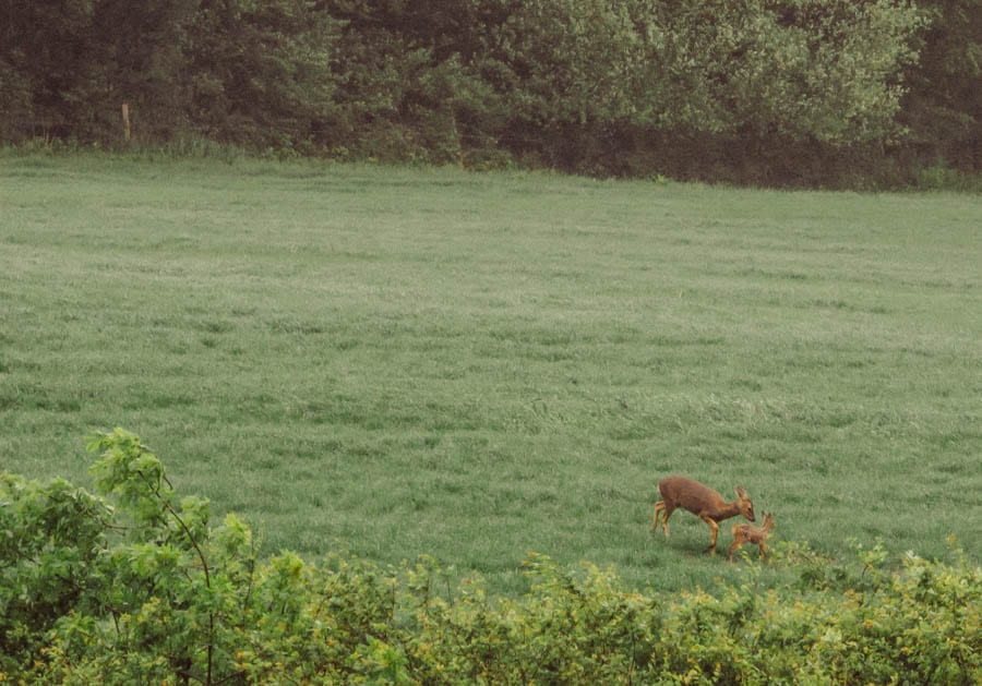 Roe Deer and fawn in field