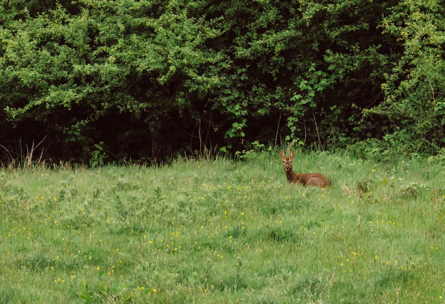 Roe Deer sitting in meadow