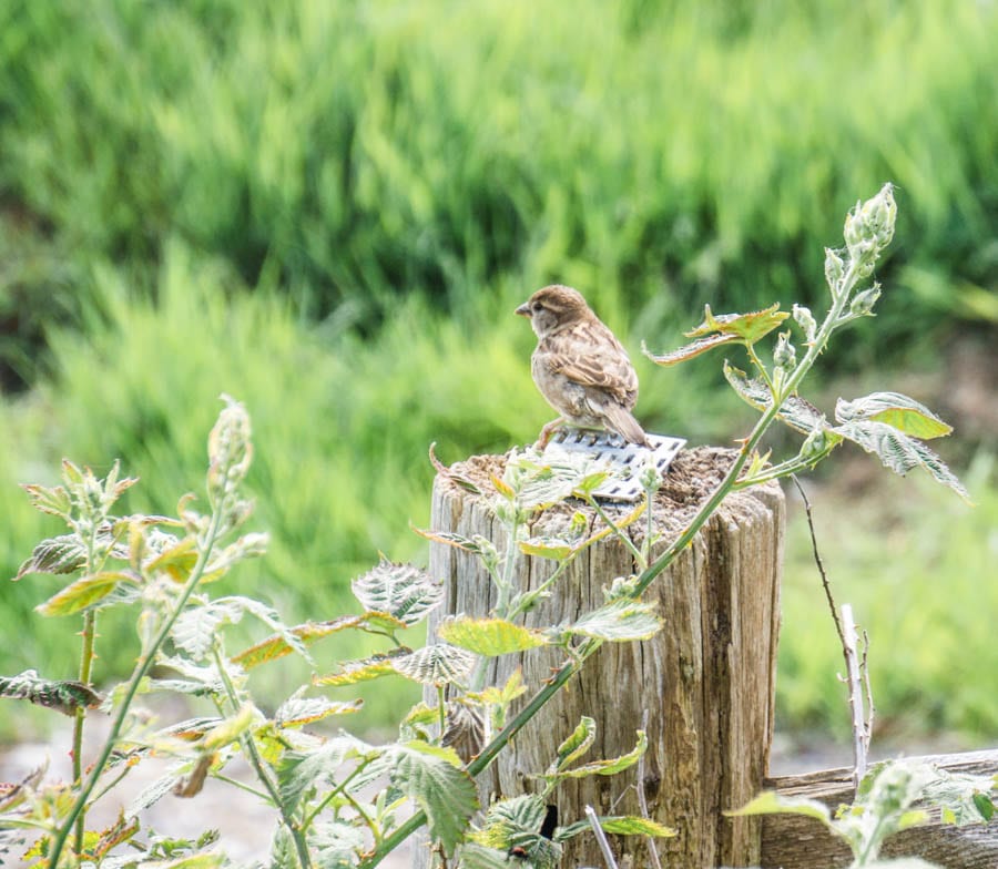 Sparrow watching on fence