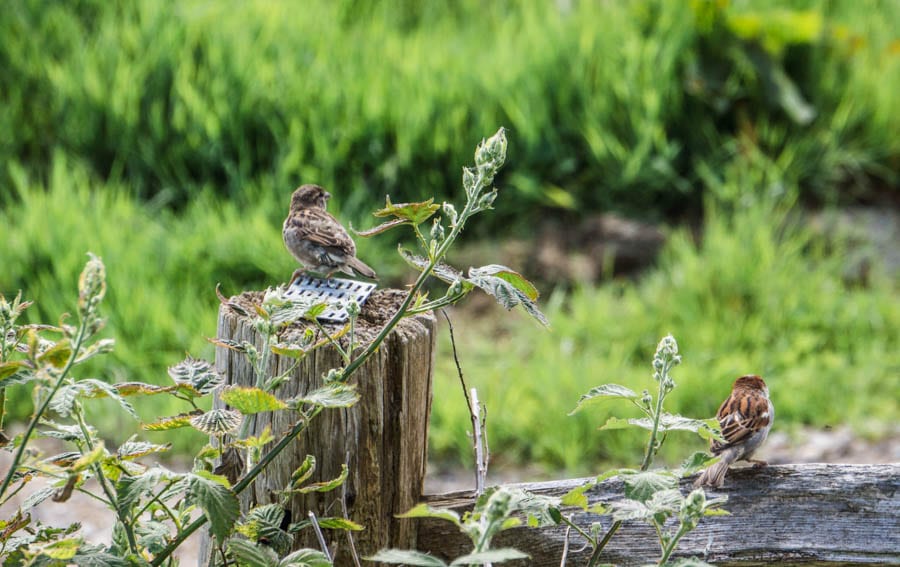 Sparrows on fence