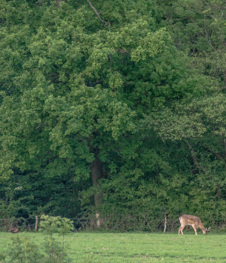 Stag grazing