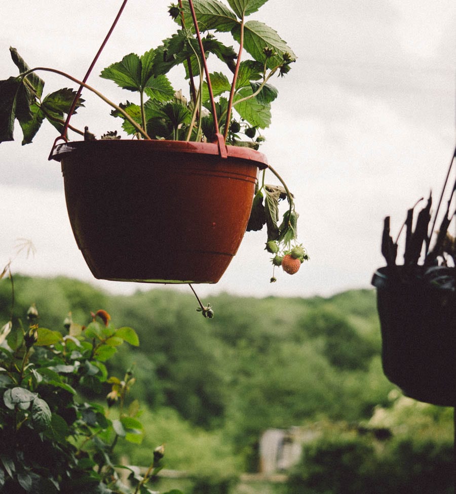 Strawberry pot and landscape view