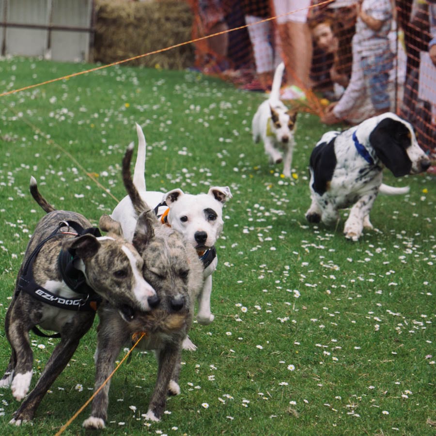 West Hoathly Country Fair Dog Race