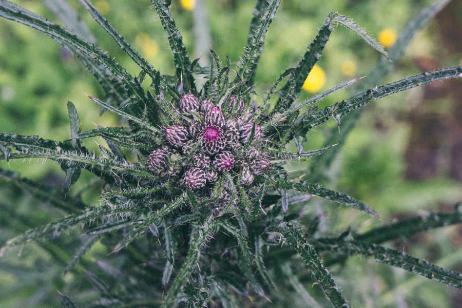 Wild weed with pink flowers opening