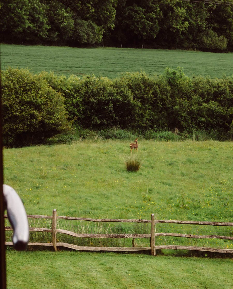 Window view of deer, meadow, garden and field