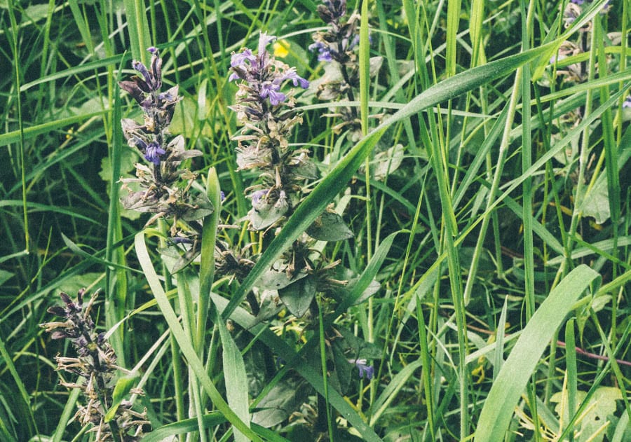 Bugle flowers